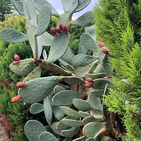 Sevinc Akasya House 아파트 *